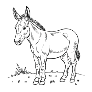 Realistic Donkey Coloring Page